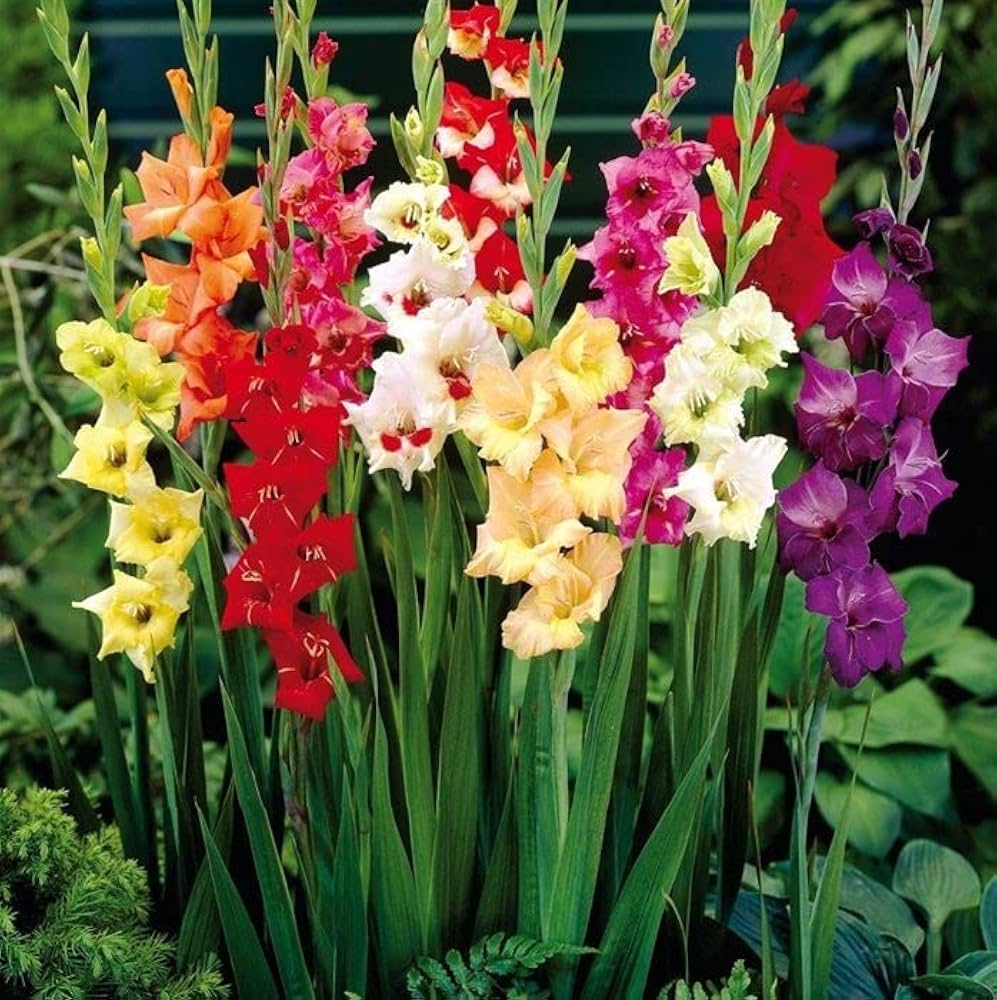 Mixed Gladiolus flowers blooming in a garden bed.