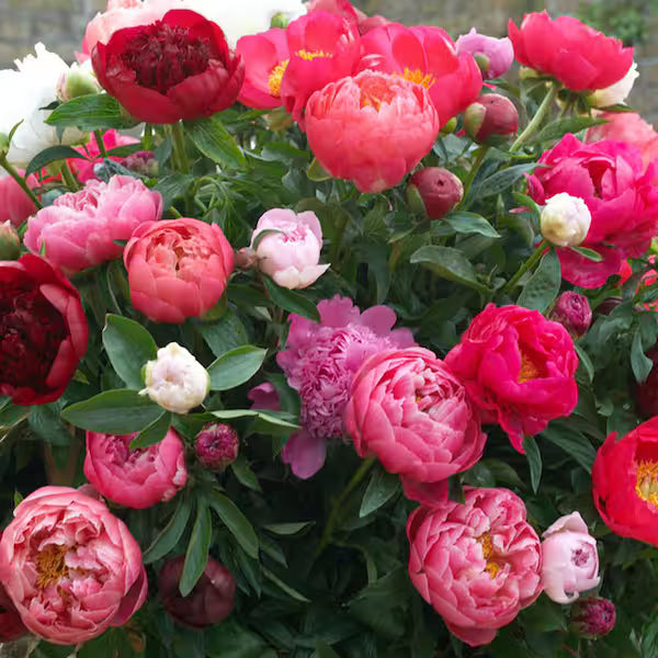 Large mixed peony flowers blooming in a garden bed.
