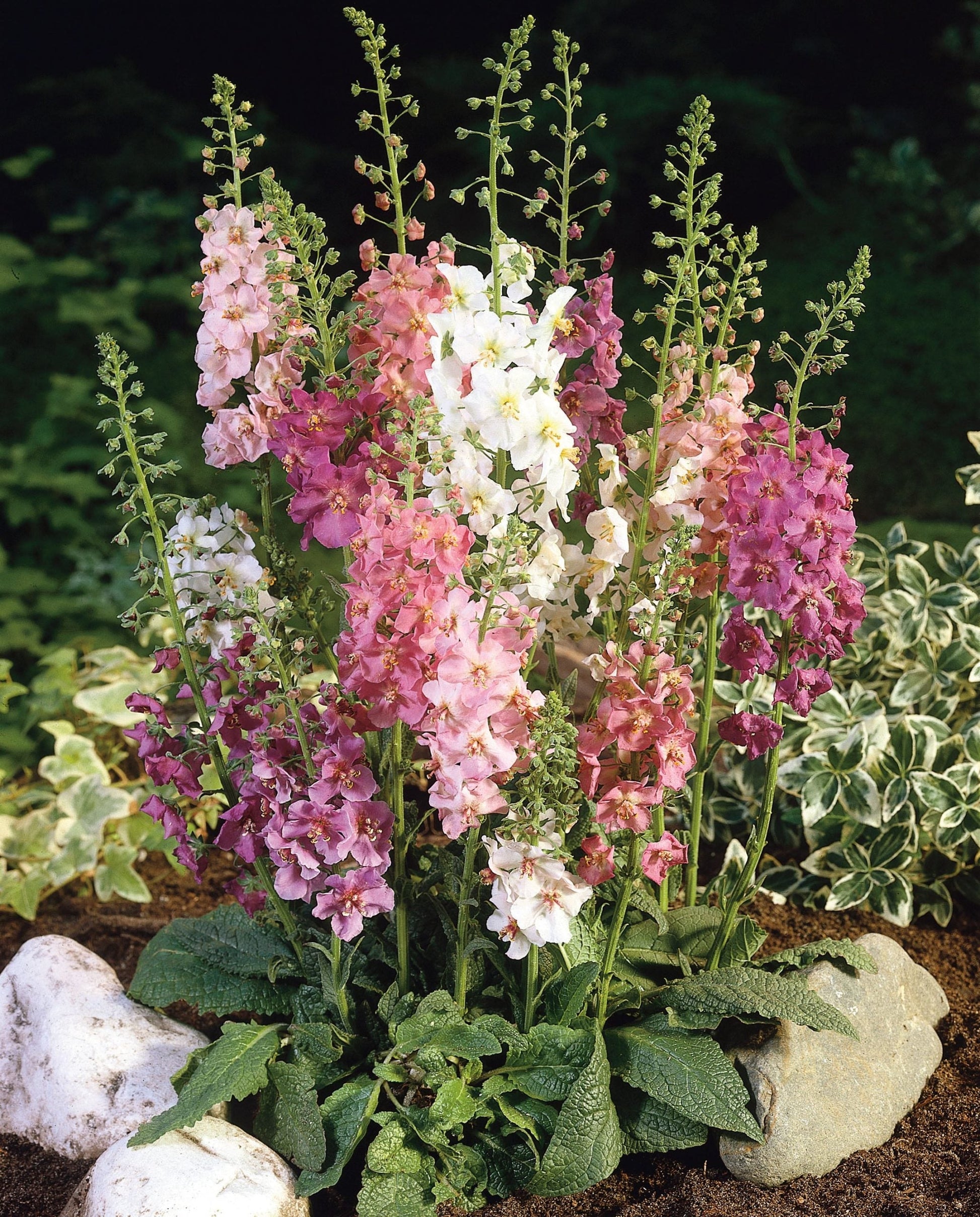 Colorful Mixed Phoeniceum Flower Seeds for Easy Garden Planting