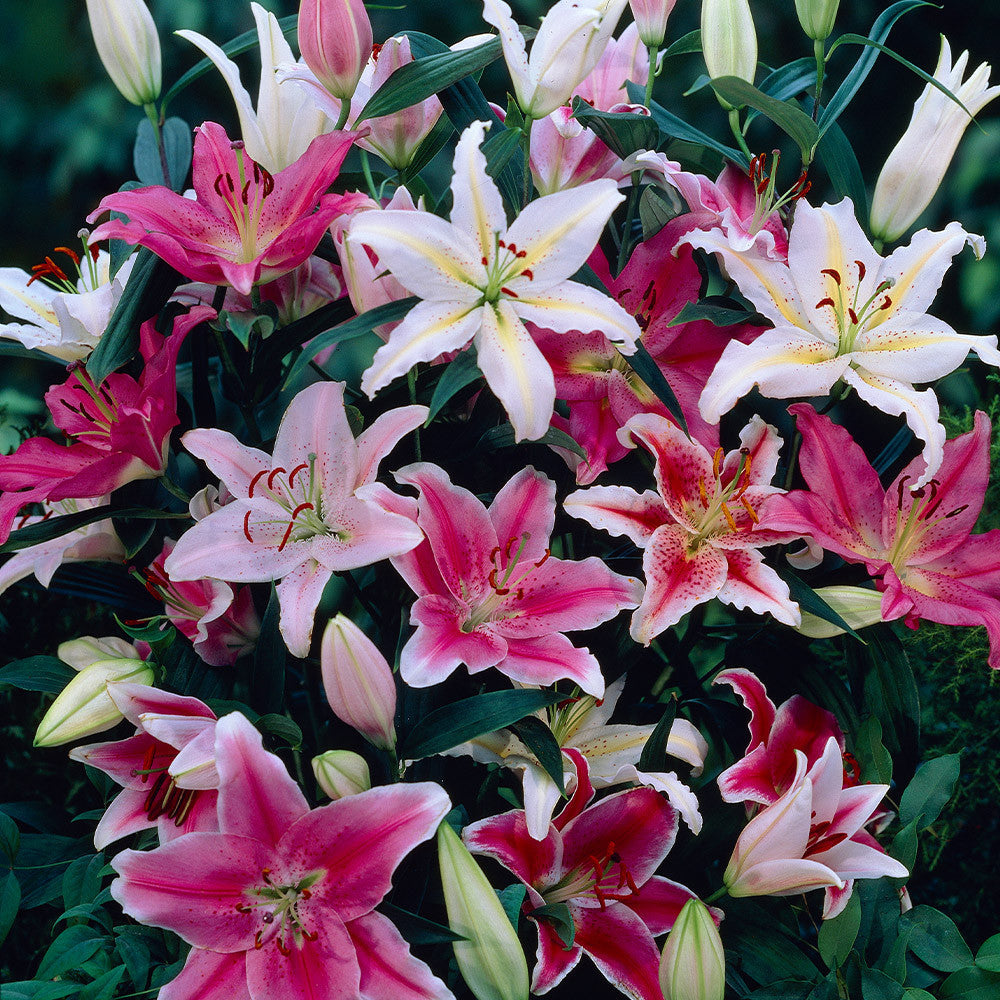 Mixed Oriental Lily flowers blooming in a garden bed.