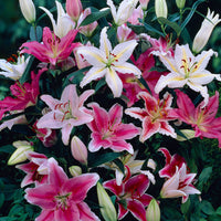 Mixed Oriental Lily flowers blooming in a garden bed.