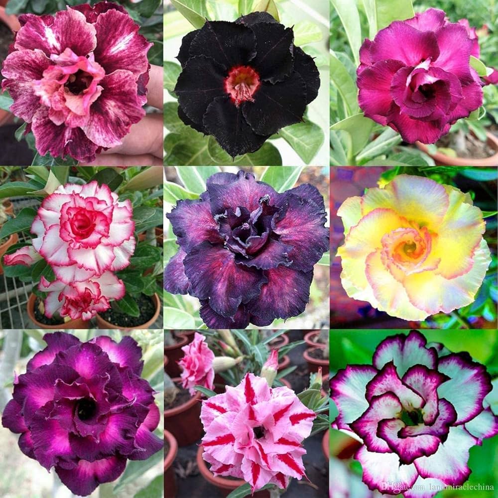 Vibrant flower variety growing in a decorative garden bed.