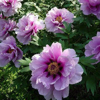 Colorful Peony Blooms in Home Flower Garden