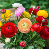 Assorted Peony bulbs for garden beds and landscape borders.