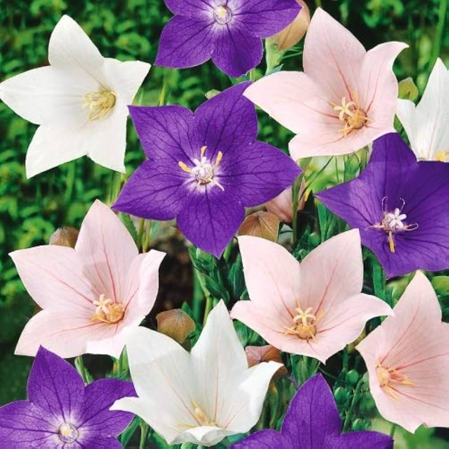 Platycodon flowers with star-shaped blooms in a landscaped flower bed.