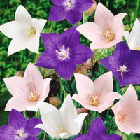Platycodon flowers with star-shaped blooms in a landscaped flower bed.
