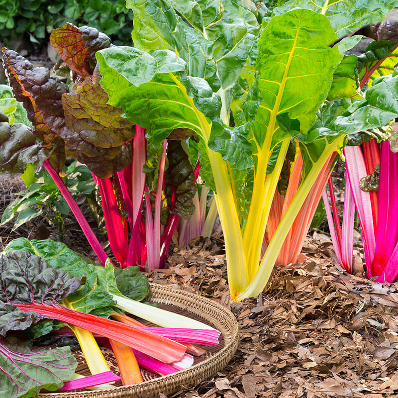 Colorful Rainbow Chard growing in a raised garden bed with vibrant stems.
