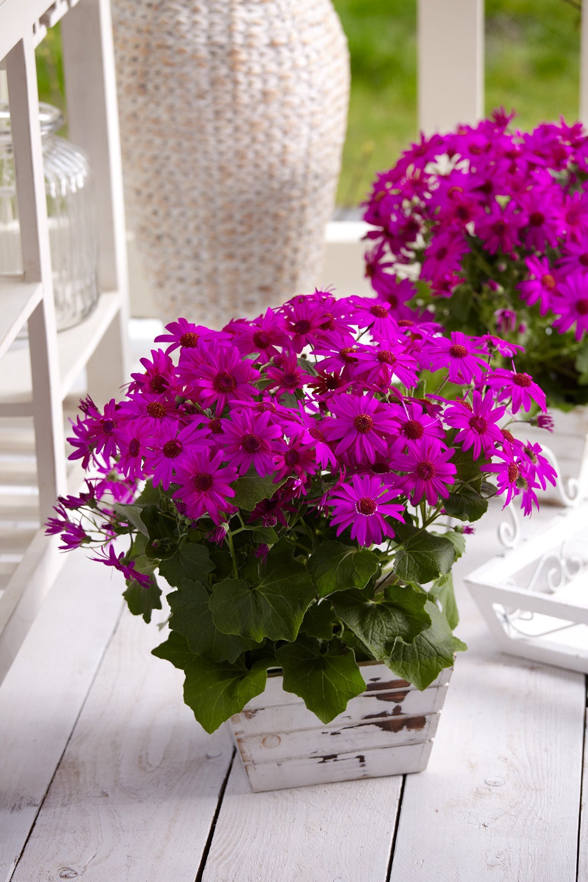 Colorful Senetti Pericallis flowers blooming in a vibrant garden.