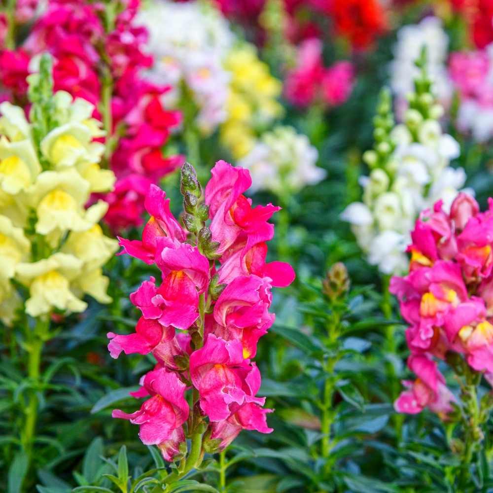 Colorful Antirrhinum Majus Snapdragon Flower Spikes