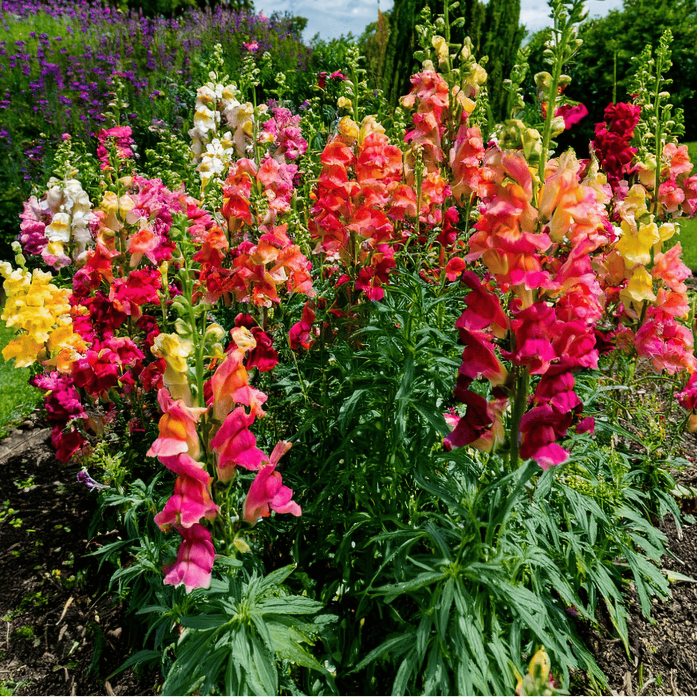 Colorful perennial Mix Midnight Snapdragon flowers in landscape planting
