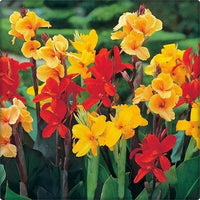 Tall mixed Canna Lily flowers blooming in an outdoor garden.