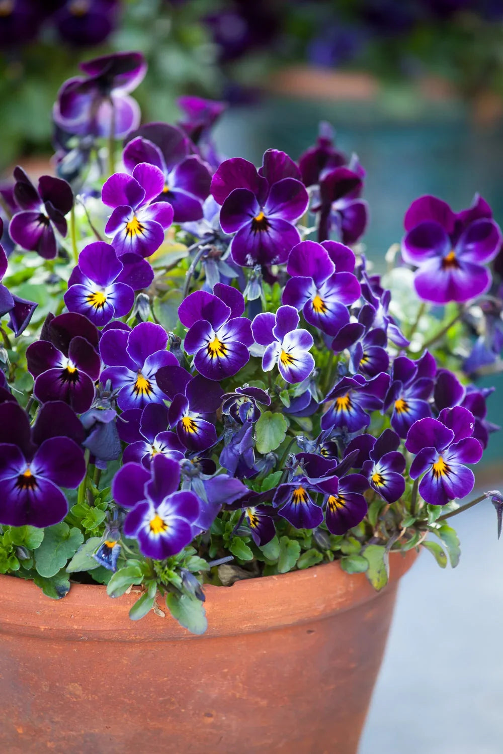 Colorful Viola Pansy Flowers Growing in Garden