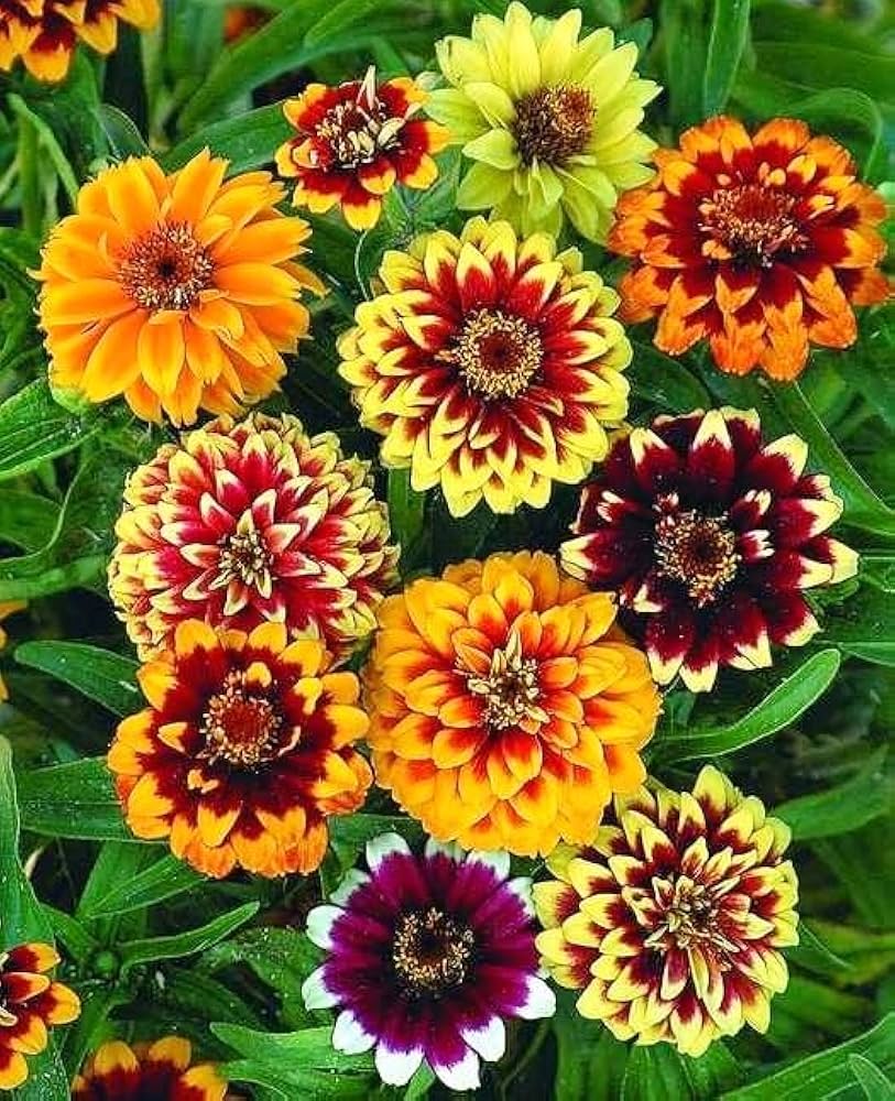 Multicolored annual zinnias growing in a landscaped flower bed.