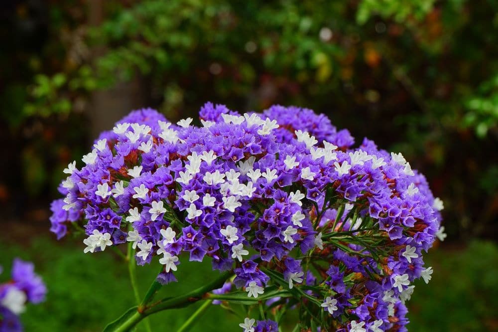 Sea Lavender Flower seeds for Planting - Long Bloom Season, Heirloom & GMO Free Seeds for Home Garden