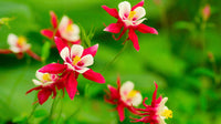 Aquilegia Columbine Flower seeds for Planting Vibrant Colors Heirloom & GMO Free Seeds for Home Garden
