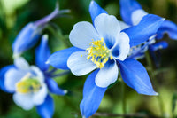 Columbine Flower seeds for Planting Wildflower Mix Heirloom & GMO Free Seeds for Home Garden