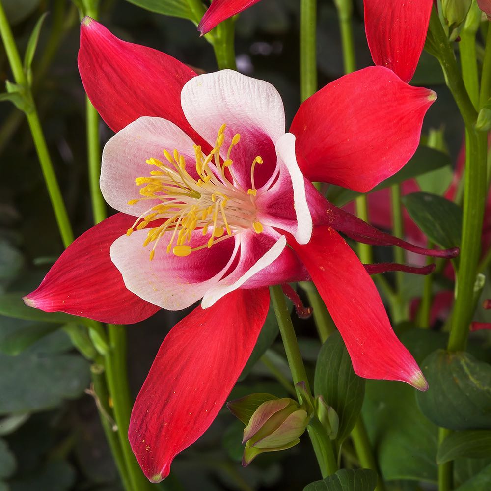 Aquilegia Columbine Flower seeds for Planting Vibrant Colors Heirloom & GMO Free Seeds for Home Garden