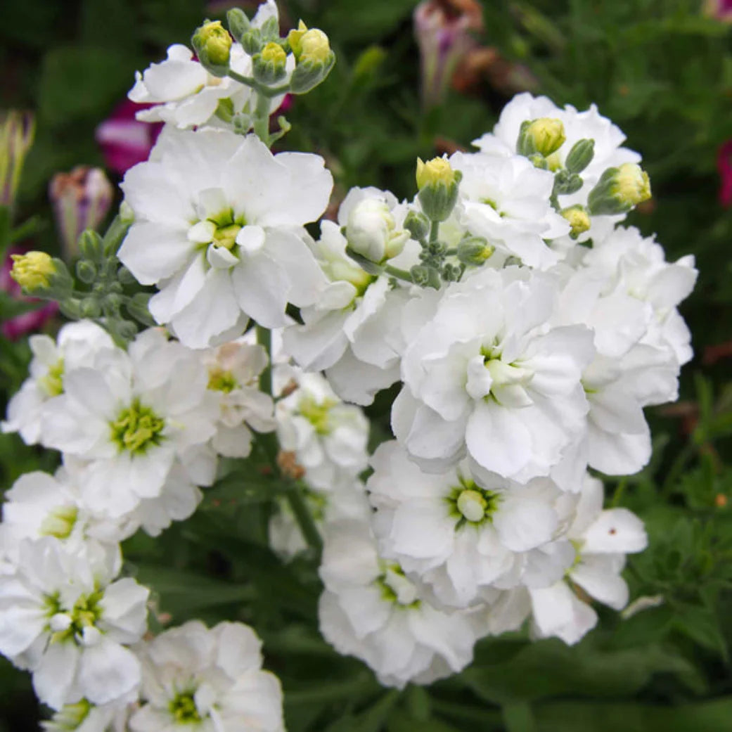 Heirloom Matthiola Flower seeds for Planting Vibrant Colors Heirloom & GMO Free Seeds for Home Garden
