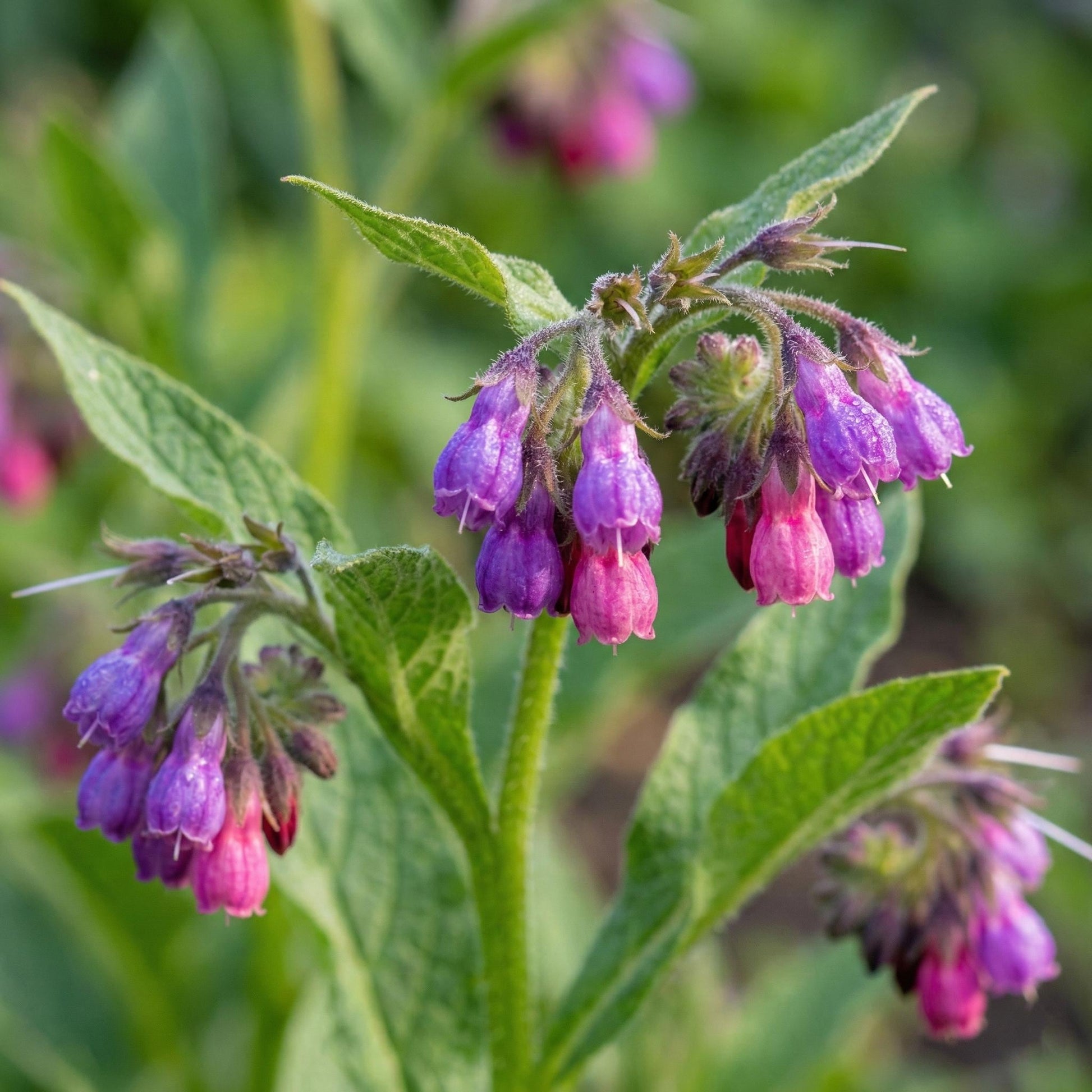 Comfrey Flowers and Green Foliage in Home Garden
