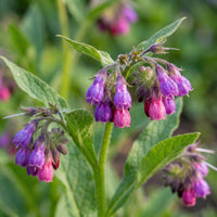 Comfrey Flowers and Green Foliage in Home Garden