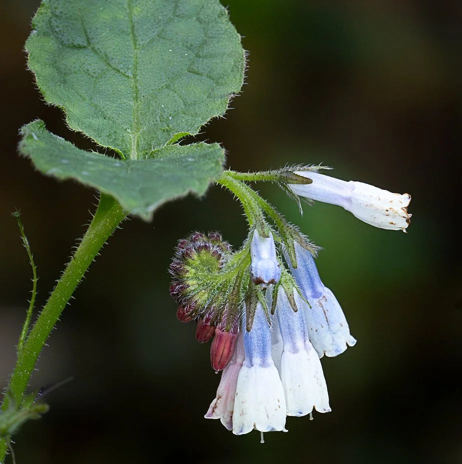 Comfrey seeds with purple bell-shaped flowers for ornamental herb gardens.