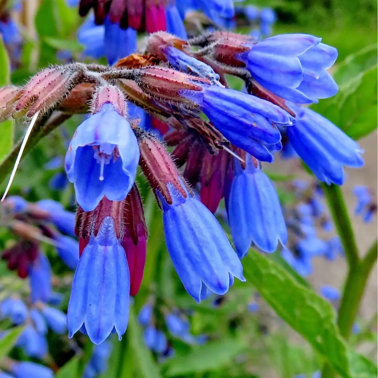 Comfrey seeds for planting in home herb gardens and raised beds.