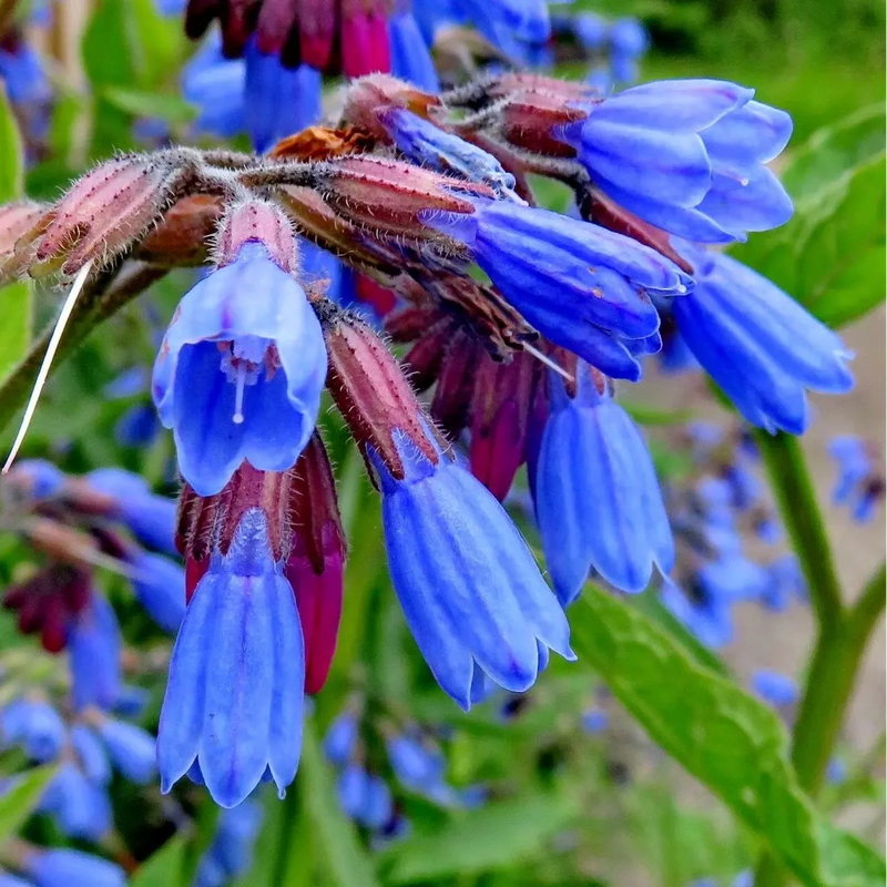 Comfrey seeds for planting in home herb gardens and raised beds.