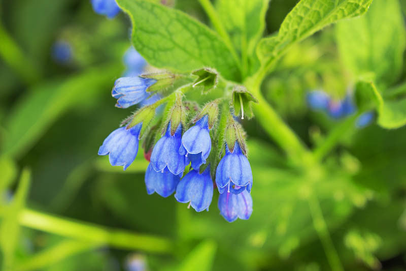 Symphytum Officinale Comfrey Plant Growing in Garden