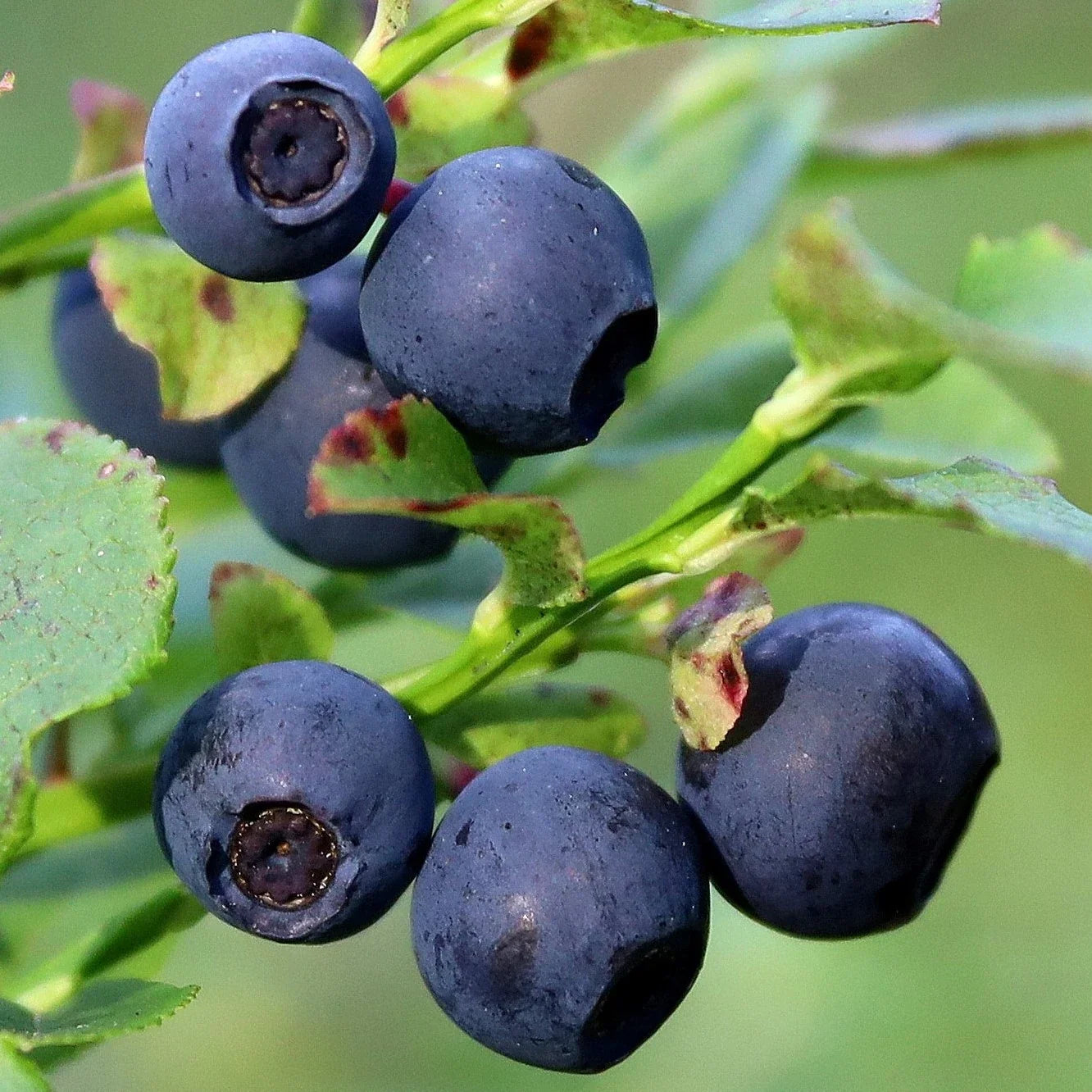 Common Bilberry (Vaccinium myrtillus) seeds for planting in home gardens