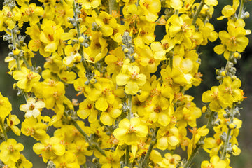 Common Mullein seeds Verbascum thapsus