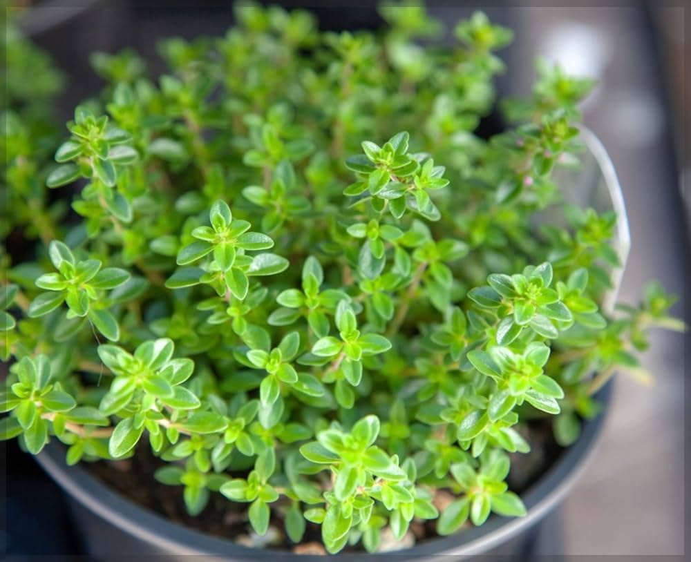 Heirloom Common Thyme growing in a garden bed