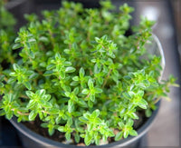 Heirloom Common Thyme growing in a garden bed