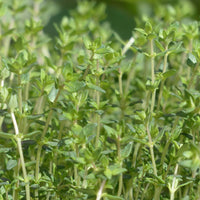 Common Thyme seeds for home herb garden planting