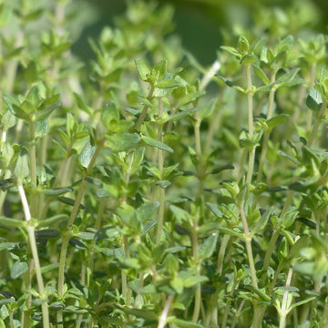 Common Thyme seeds for home herb garden planting