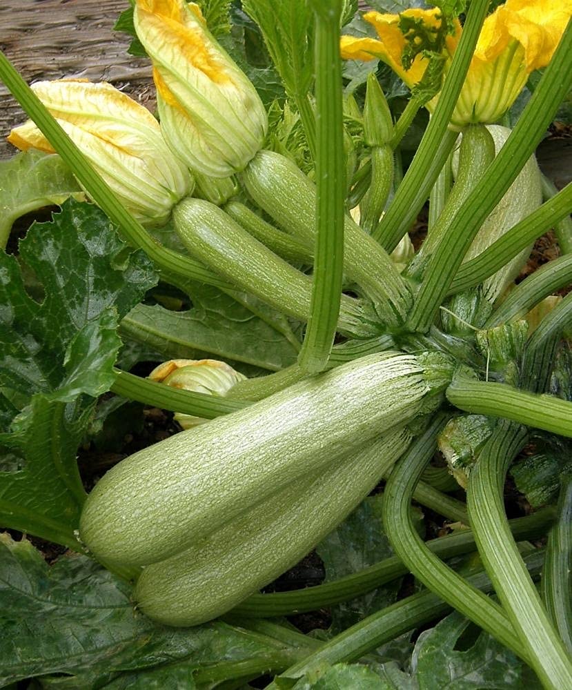 Heirloom zucchini plants thriving in a raised garden bed.