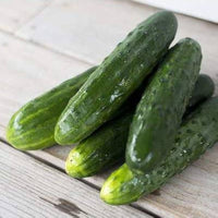 Compact cucumber plants grown from Spacemaster seeds