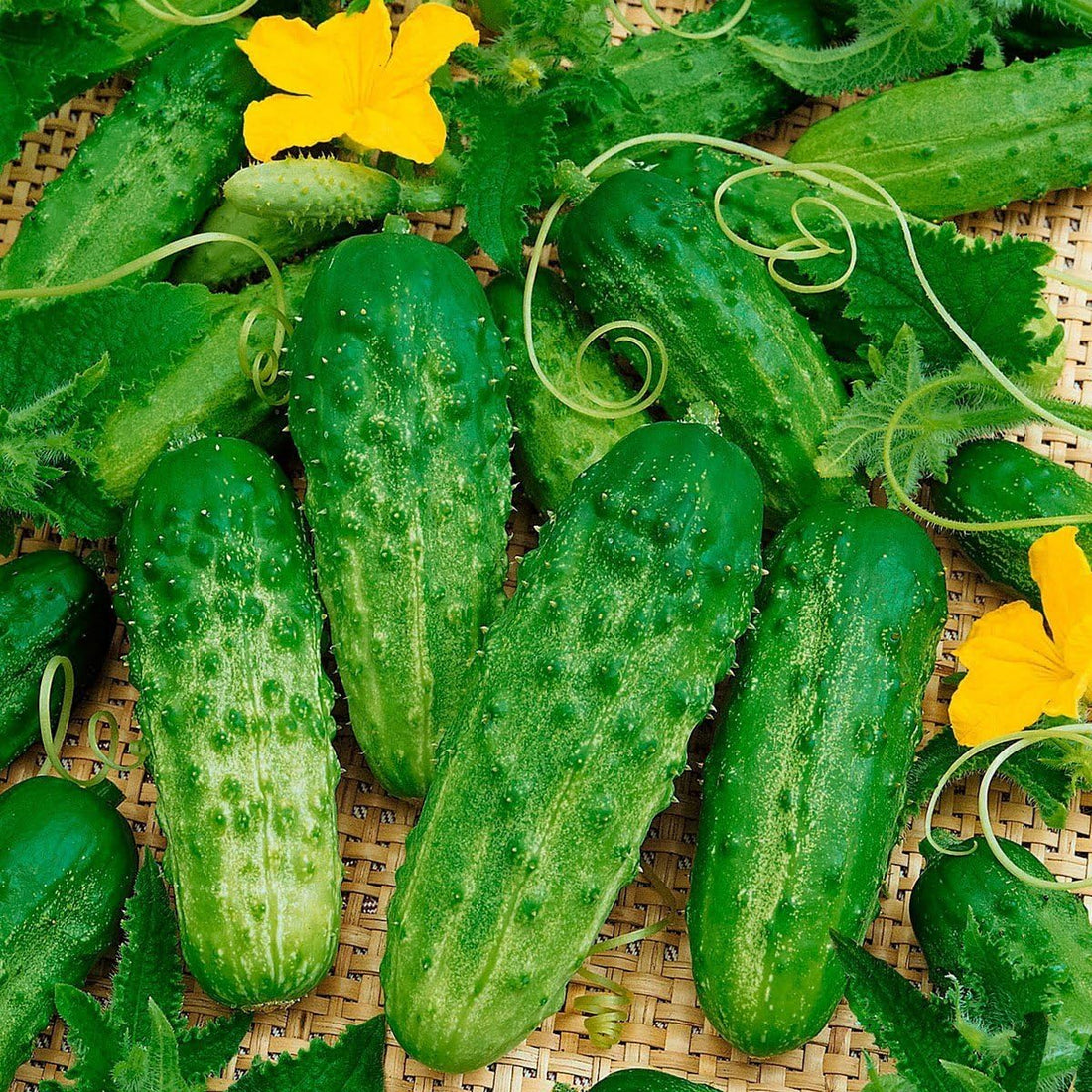 Compact cucumber plants producing fresh green gherkins.