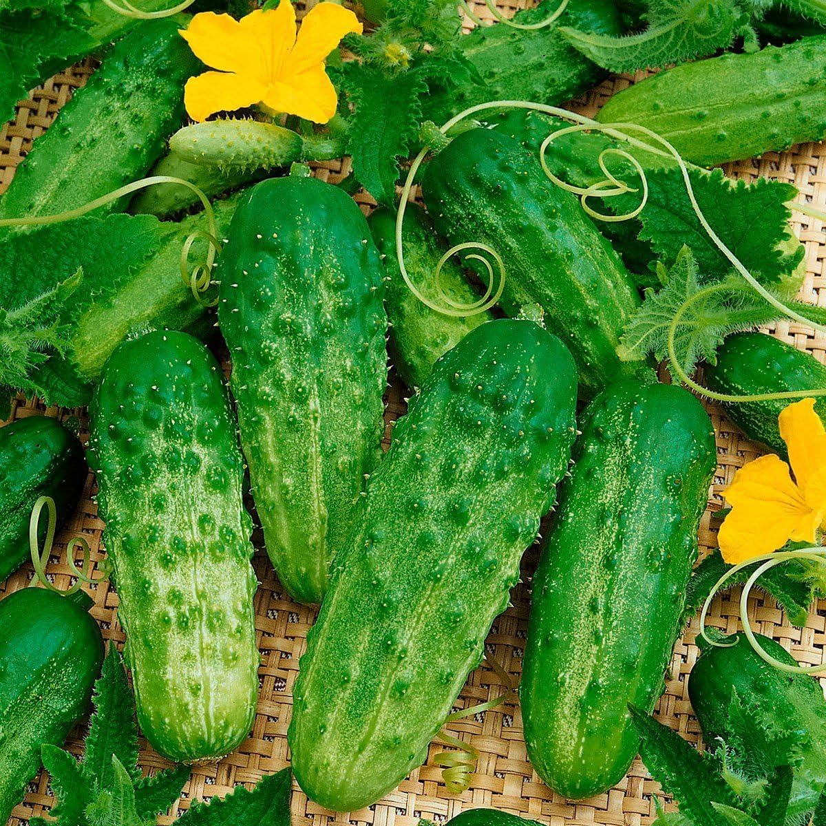 Compact cucumber plants producing fresh green gherkins.