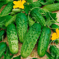 Compact cucumber plants producing fresh green gherkins.