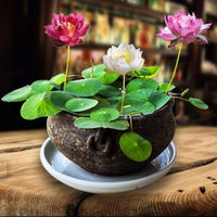 Compact aquatic lotus plant suitable for small ponds and container water gardens.