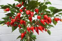 Compact pearl pepper seeds for easy garden growing