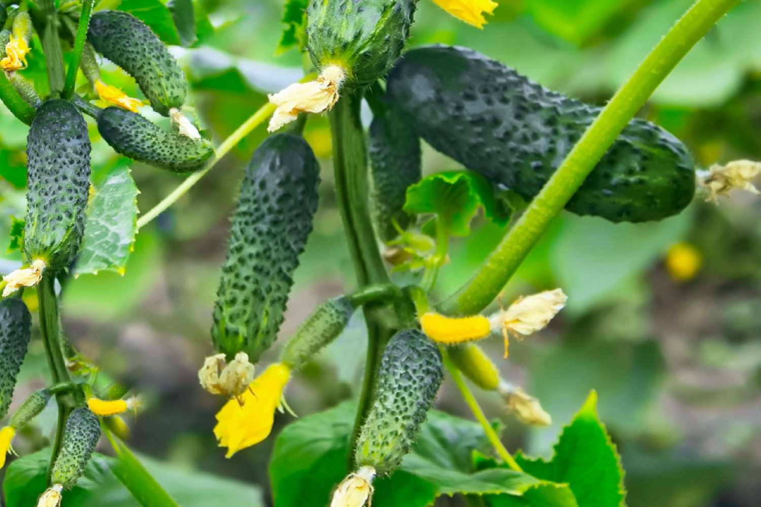 Healthy Cucumber Gherkin plants thriving on a garden trellis.