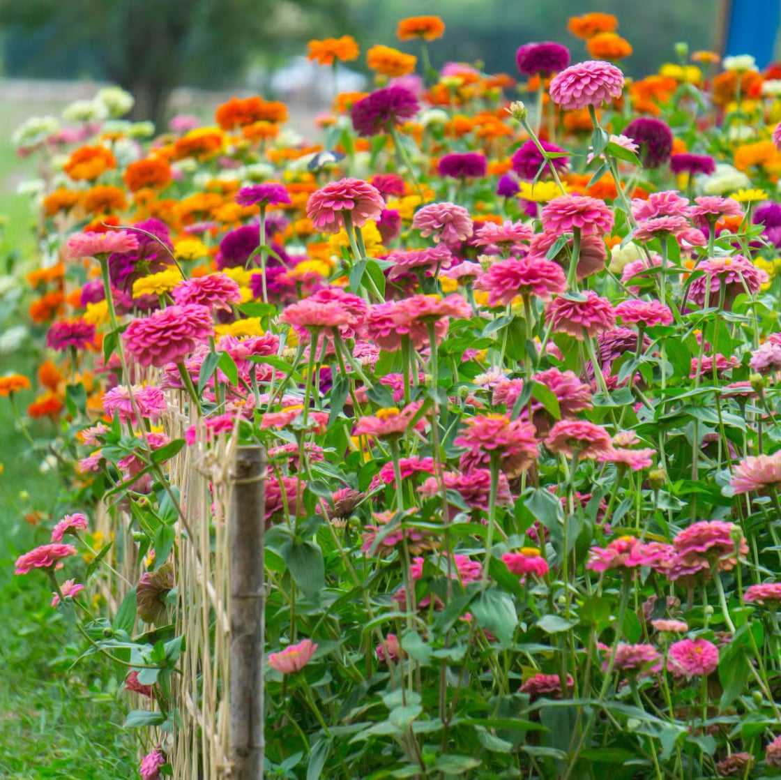 Complete Cut Flower Perennial Collection for outdoor garden planting.