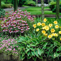 Complete Perennial Flower Bulb Garden collection for outdoor planting.