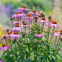 ConeFlower seeds for Planting Hardy Variety Heirloom & GMO Free Seeds for Home Garden 
 
 Sale