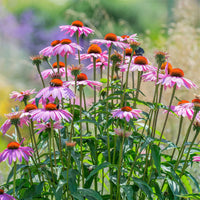Cone Flower seeds for Planting Colorful Display Heirloom & GMO Free Seeds for Home Garden 
 
 Sale