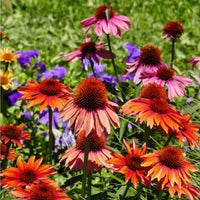 Firebird Coneflower Echinacea purpurea Seeds for Planting in Flower Bed