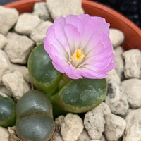 Conophytum Flower seeds for Planting - Long Bloom Season, Heirloom & GMO Free Seeds for Home Garden