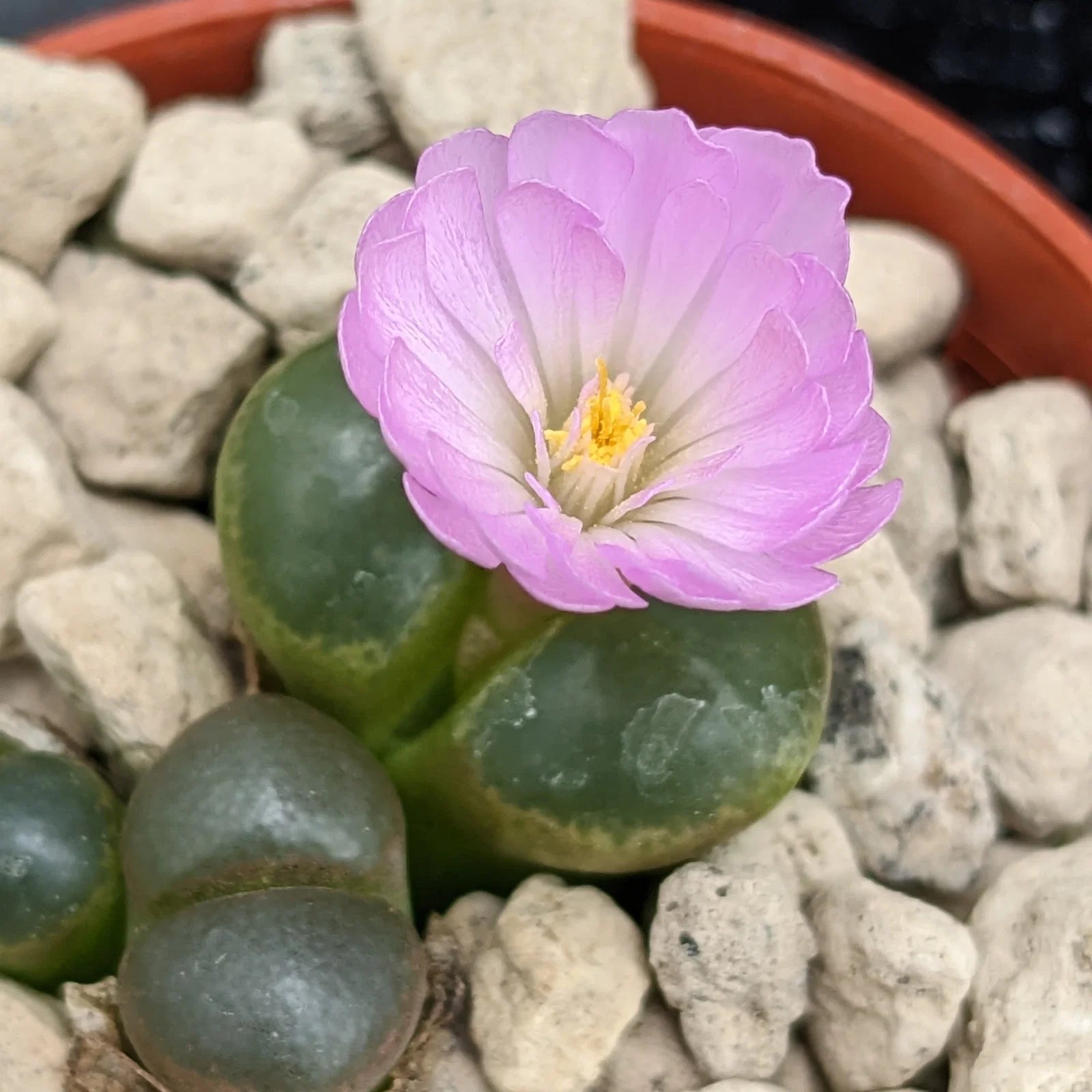 Mixed Conophytum Flower seeds for Planting - Perfect for Borders, Heirloom & GMO Free Seeds for Home Garden
