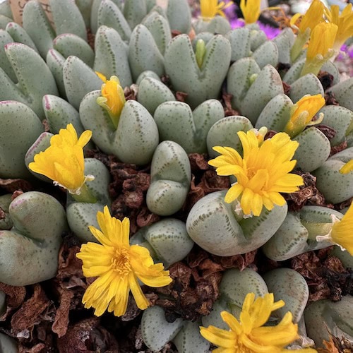 Yellow Conophytum Flower seeds for Planting Compact Growth Heirloom & GMO Free Seeds for Home Garden 
 
 Sale seeds for home garden planting